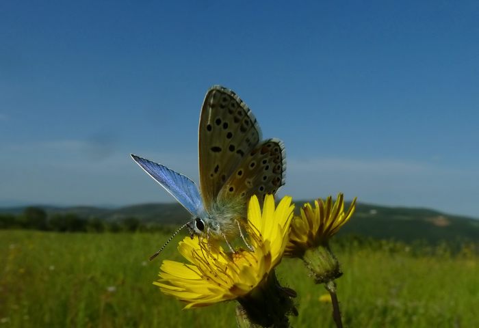 Le Farfalle di Aprile